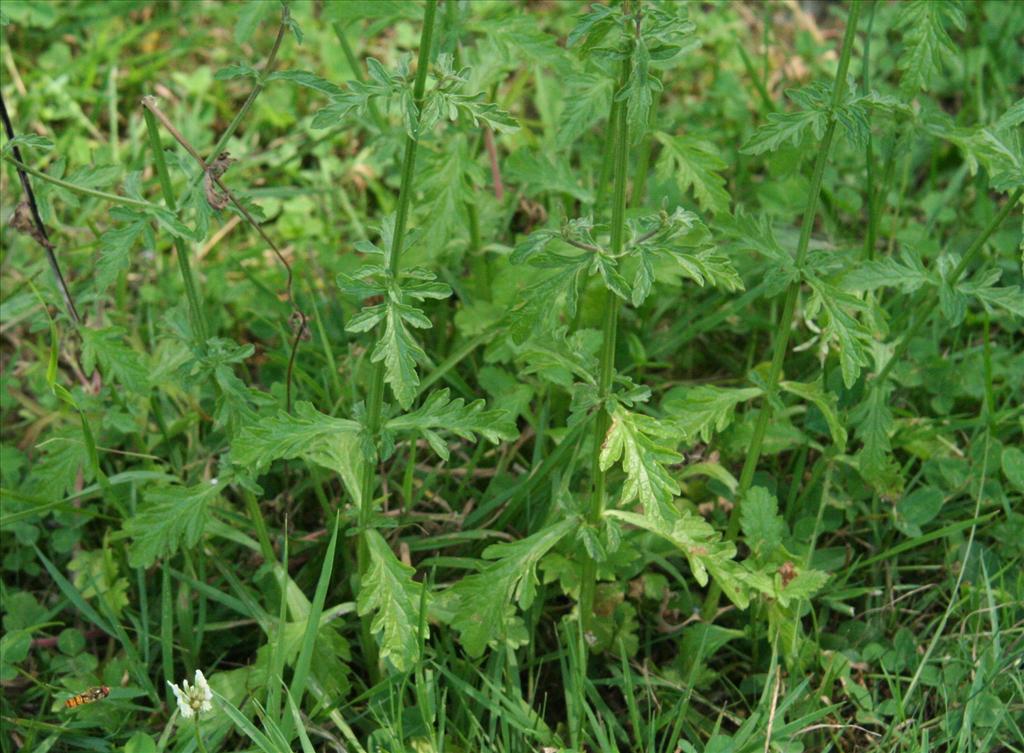 Verbena officinalis (door Willem Braam)