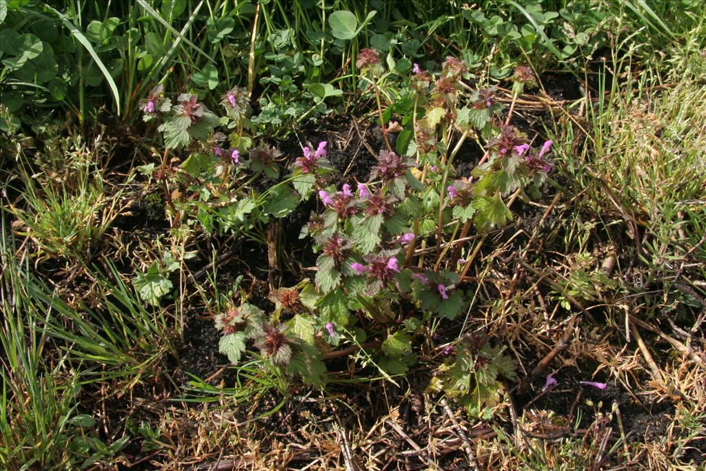 Lamium hybridum (door Willem Braam)