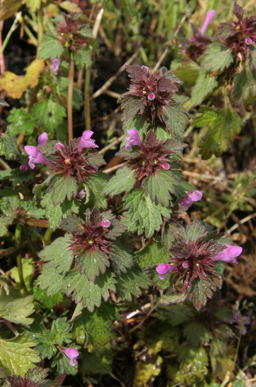 Lamium hybridum (door Willem Braam)