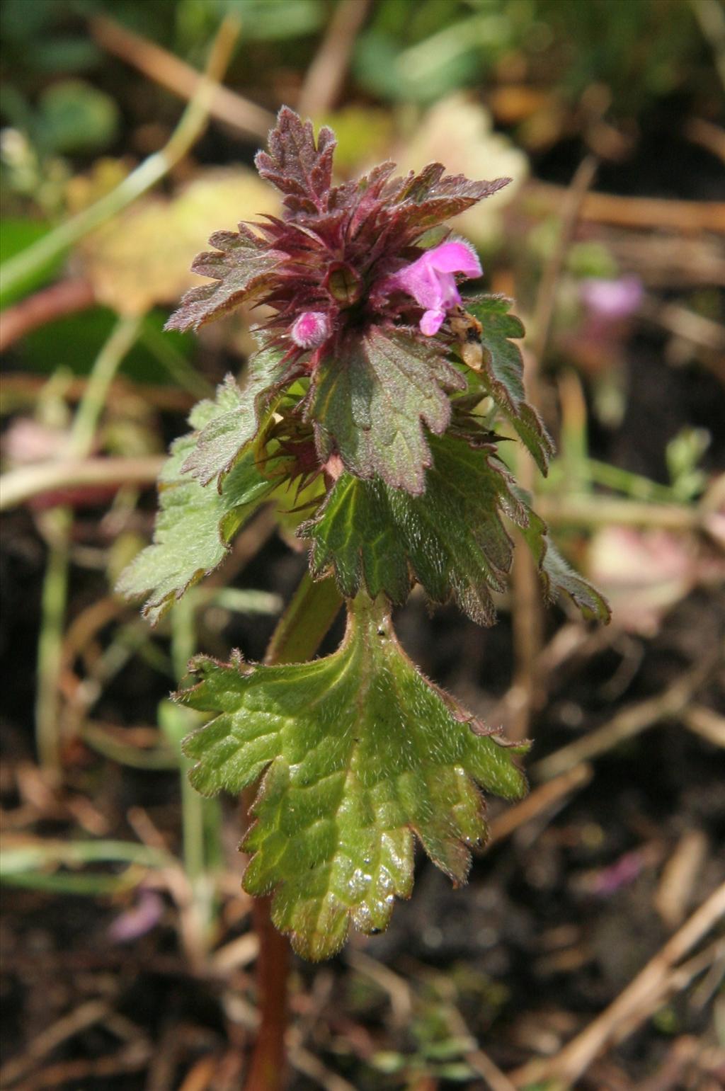 Lamium hybridum (door Willem Braam)