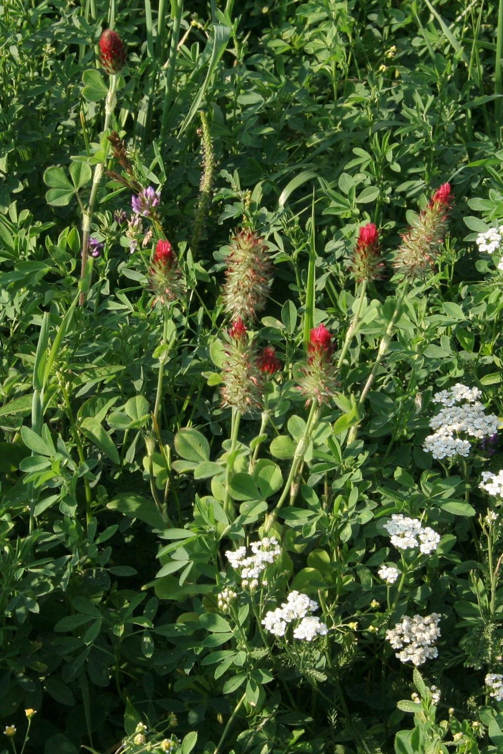 Trifolium incarnatum (door Willem Braam)