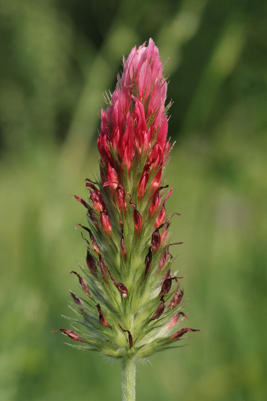 Trifolium incarnatum (door Willem Braam)