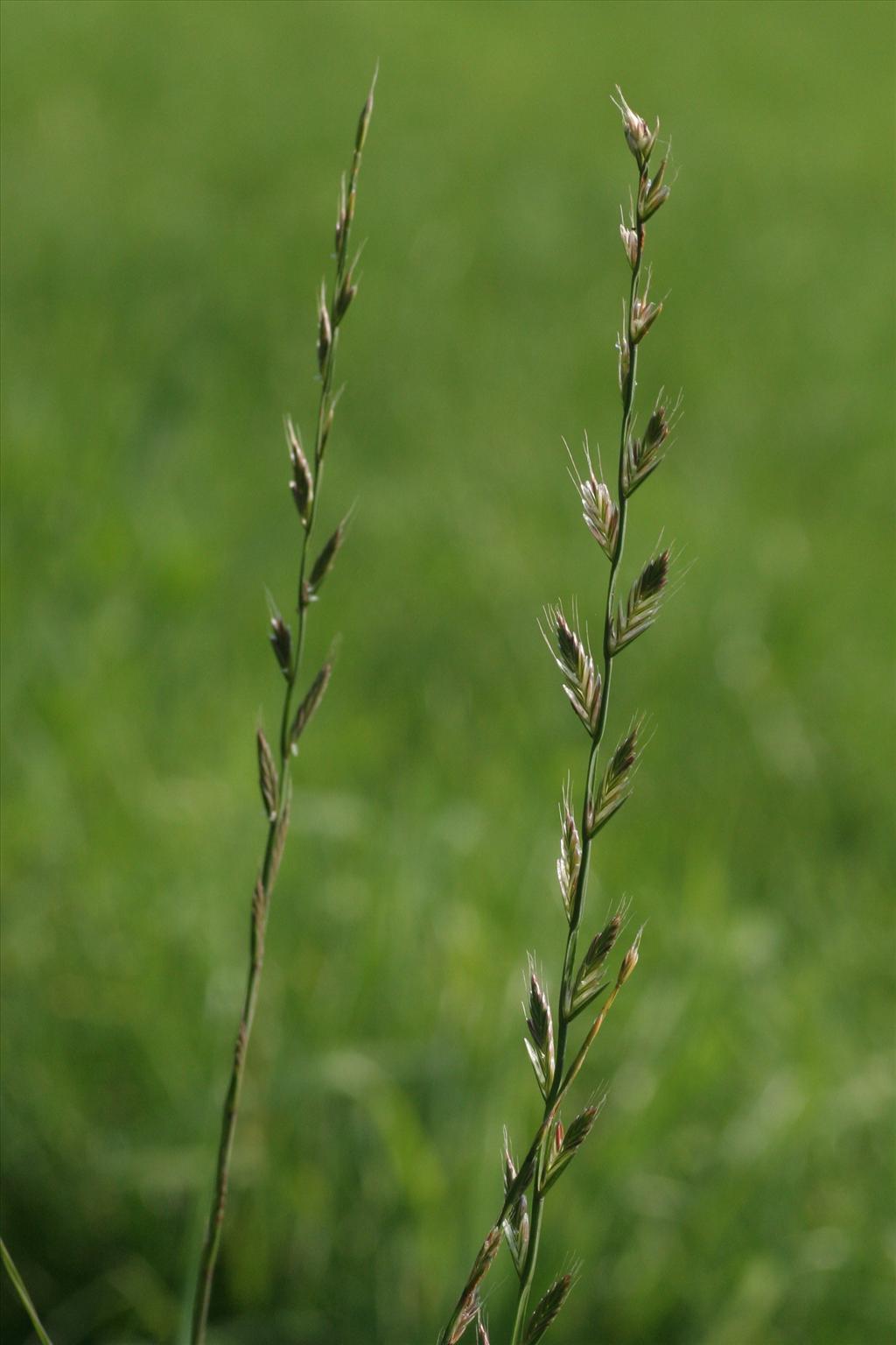 Lolium multiflorum (door Willem Braam)