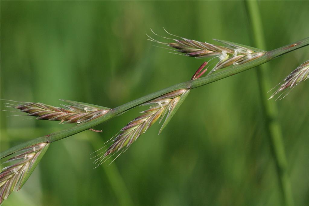 Lolium multiflorum (door Willem Braam)