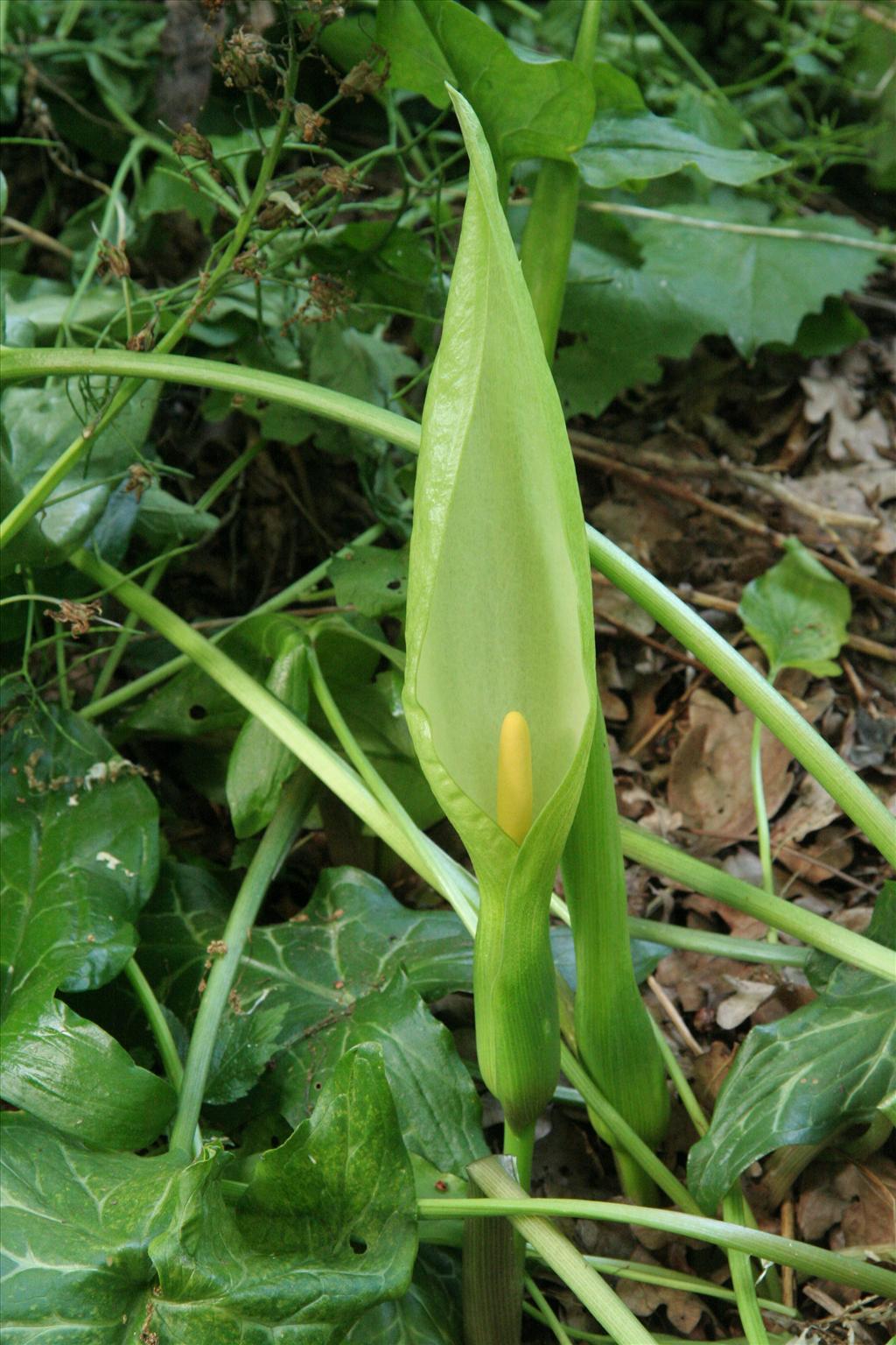 Arum italicum (door Willem Braam)