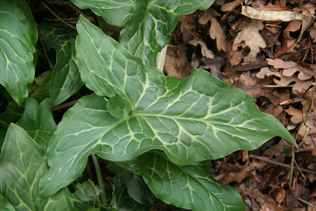 Arum italicum (door Willem Braam)