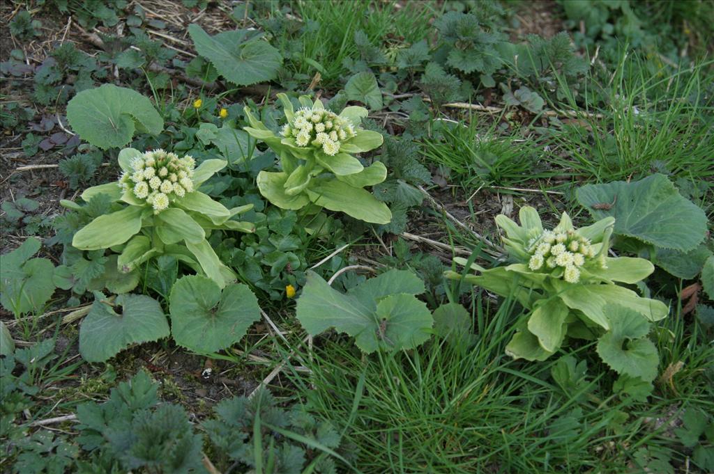 Petasites japonicus (door Willem Braam)