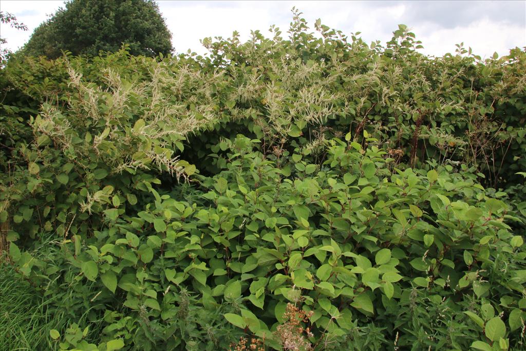 Fallopia japonica (door Willem Braam)