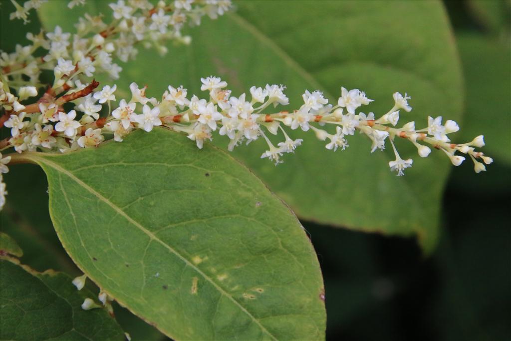 Fallopia japonica (door Willem Braam)