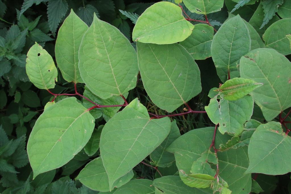 Fallopia japonica (door Willem Braam)