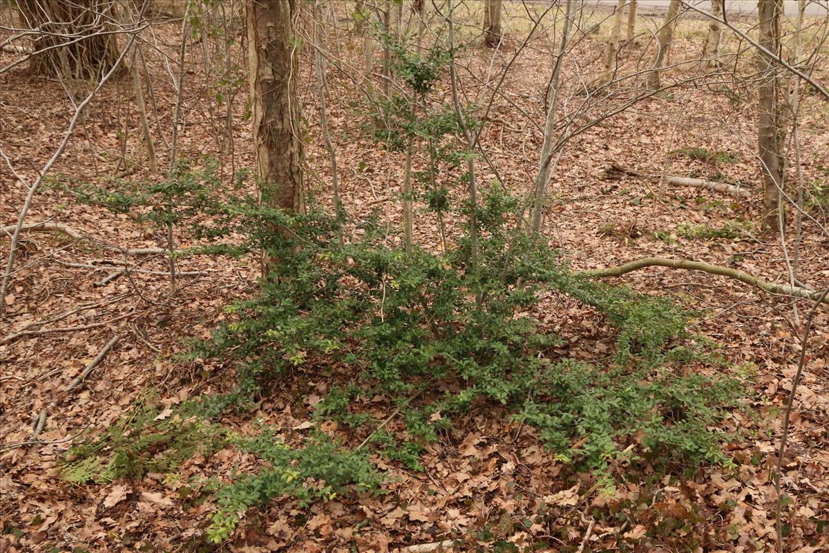 Ilex crenata (door Willem Braam)