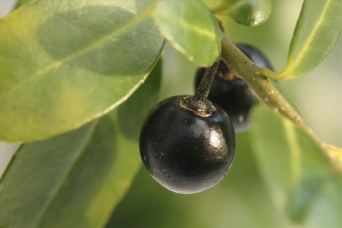 Ilex crenata (door Willem Braam)