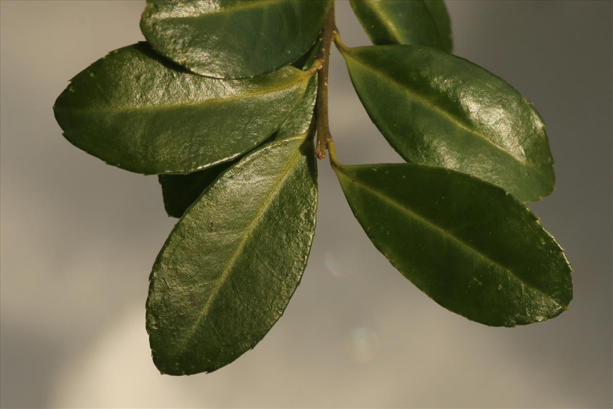 Ilex crenata (door Willem Braam)