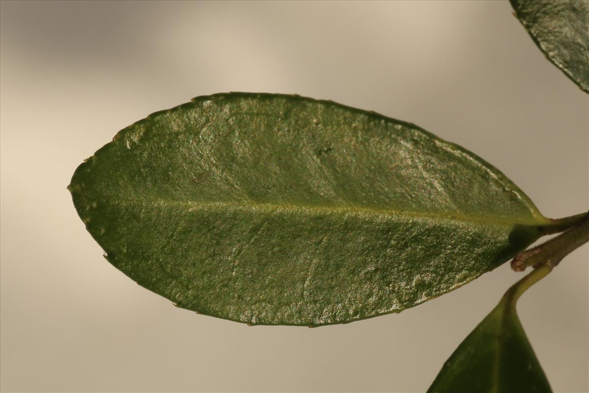 Ilex crenata (door Willem Braam)