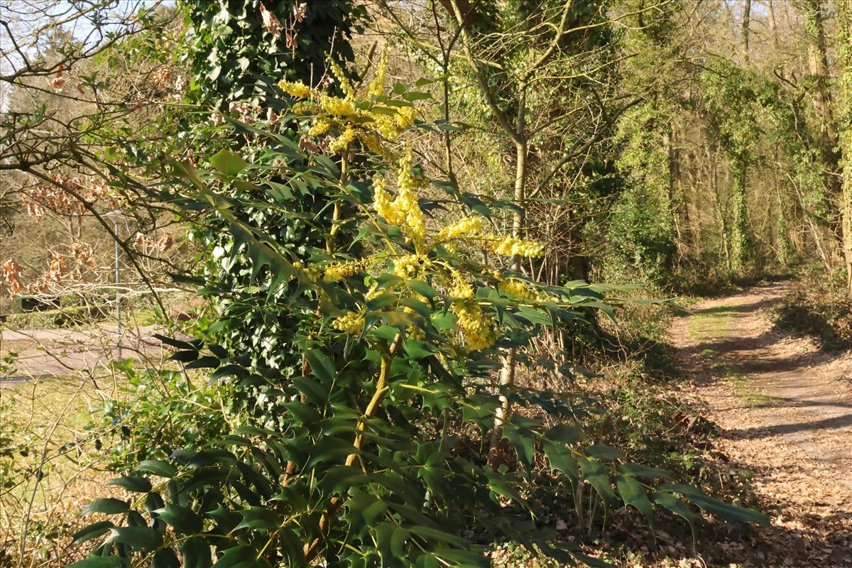 Berberis japonica (door Willem Braam)