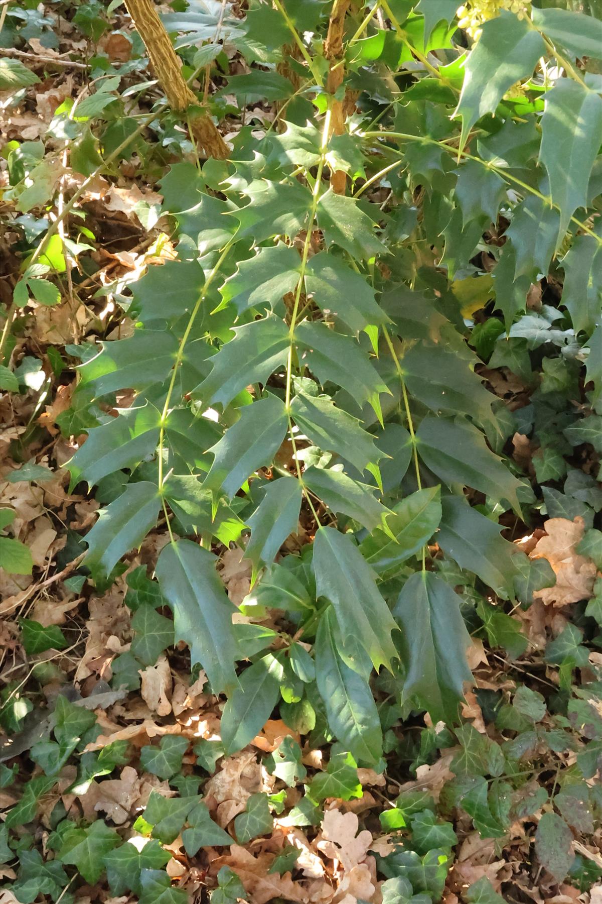 Berberis japonica (door Willem Braam)
