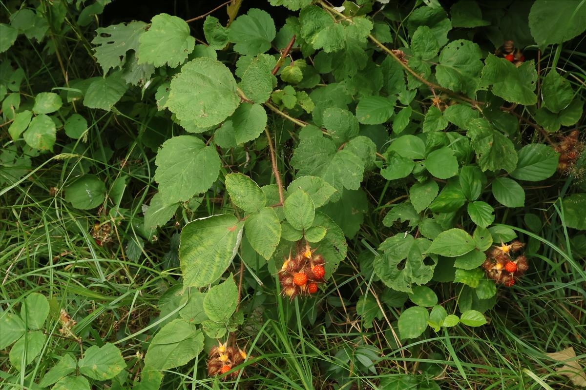 Rubus phoenicolasius (door Willem Braam)