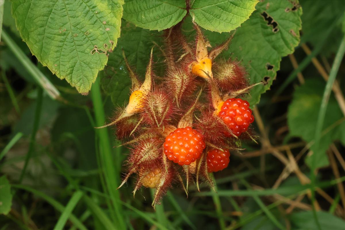 Rubus phoenicolasius (door Willem Braam)