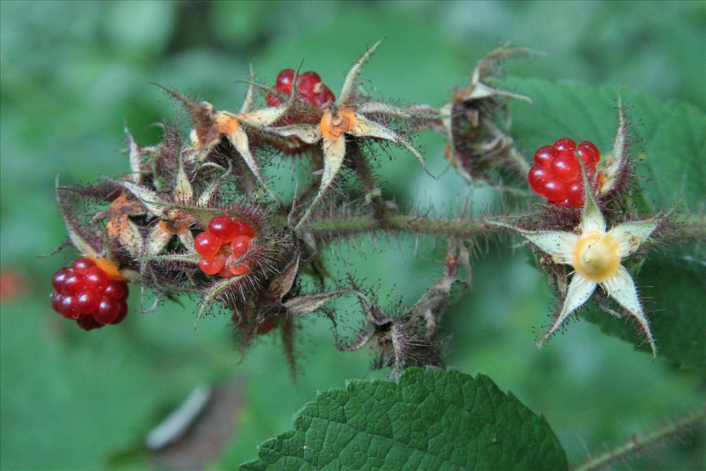 Rubus phoenicolasius (door Willem Braam)