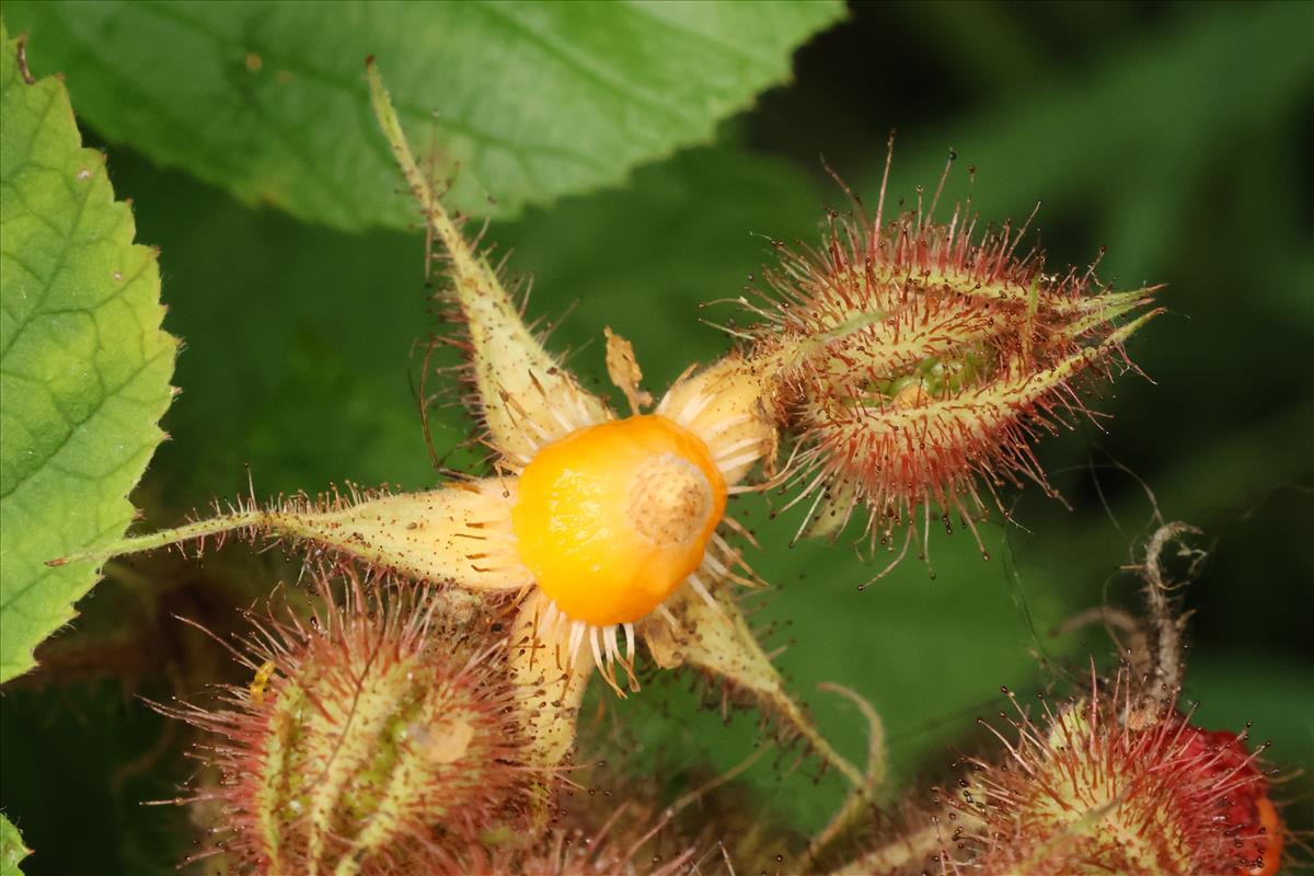 Rubus phoenicolasius (door Willem Braam)