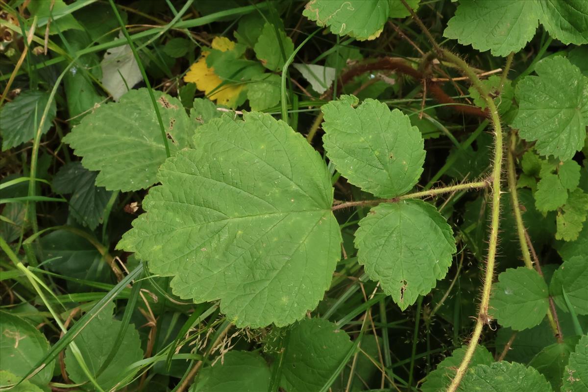 Rubus phoenicolasius (door Willem Braam)