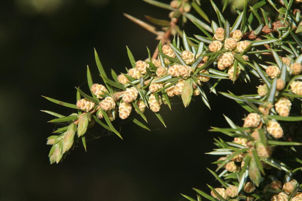 Juniperus communis (door Willem Braam)