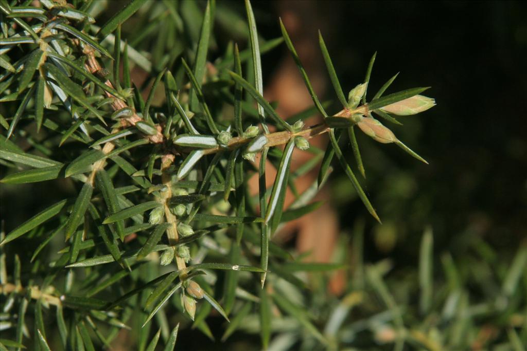 Juniperus communis (door Willem Braam)