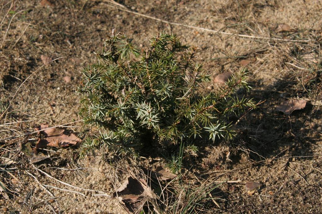 Juniperus communis (door Willem Braam)