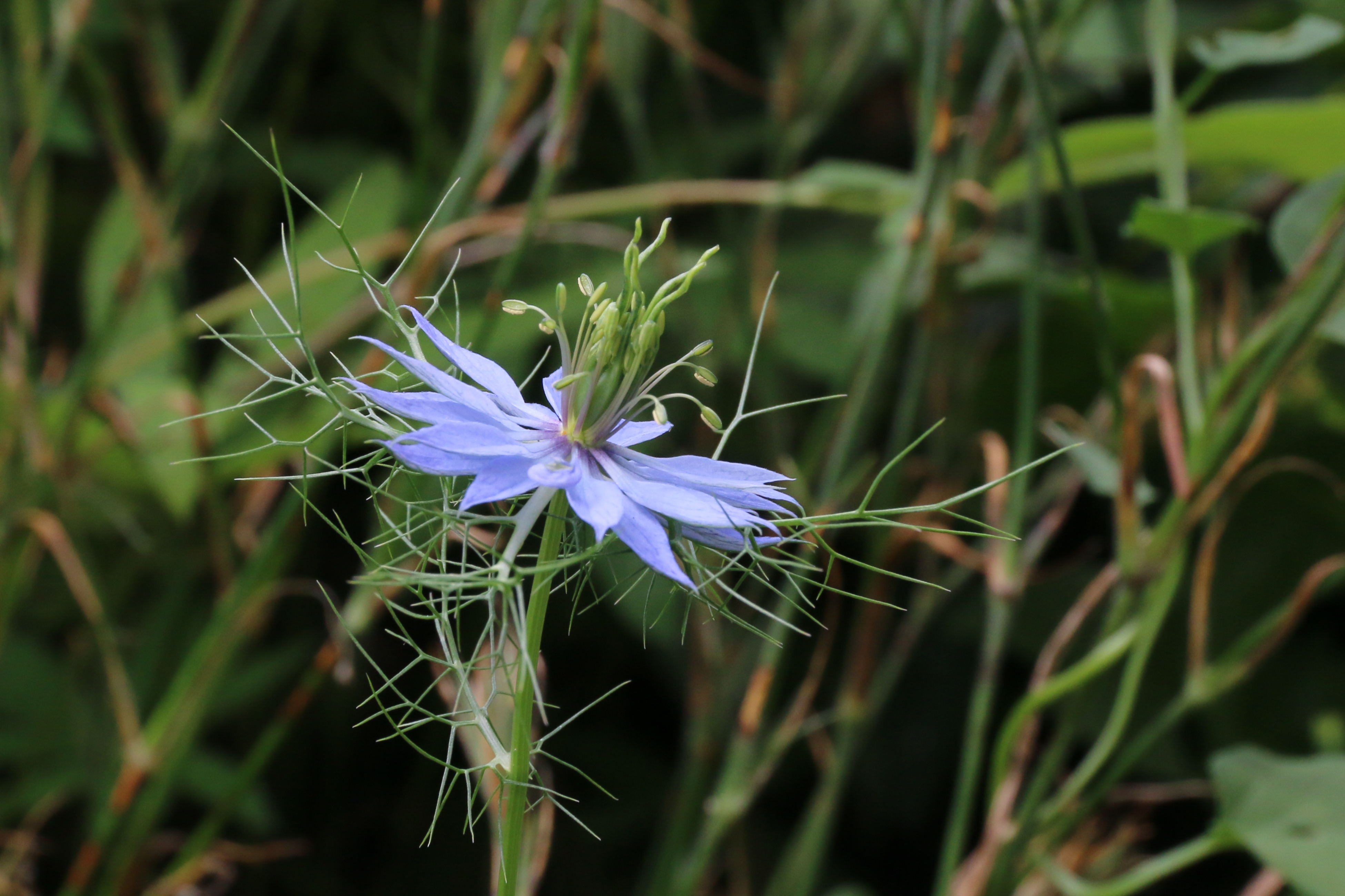 Nigella damascena (door Willem Braam)