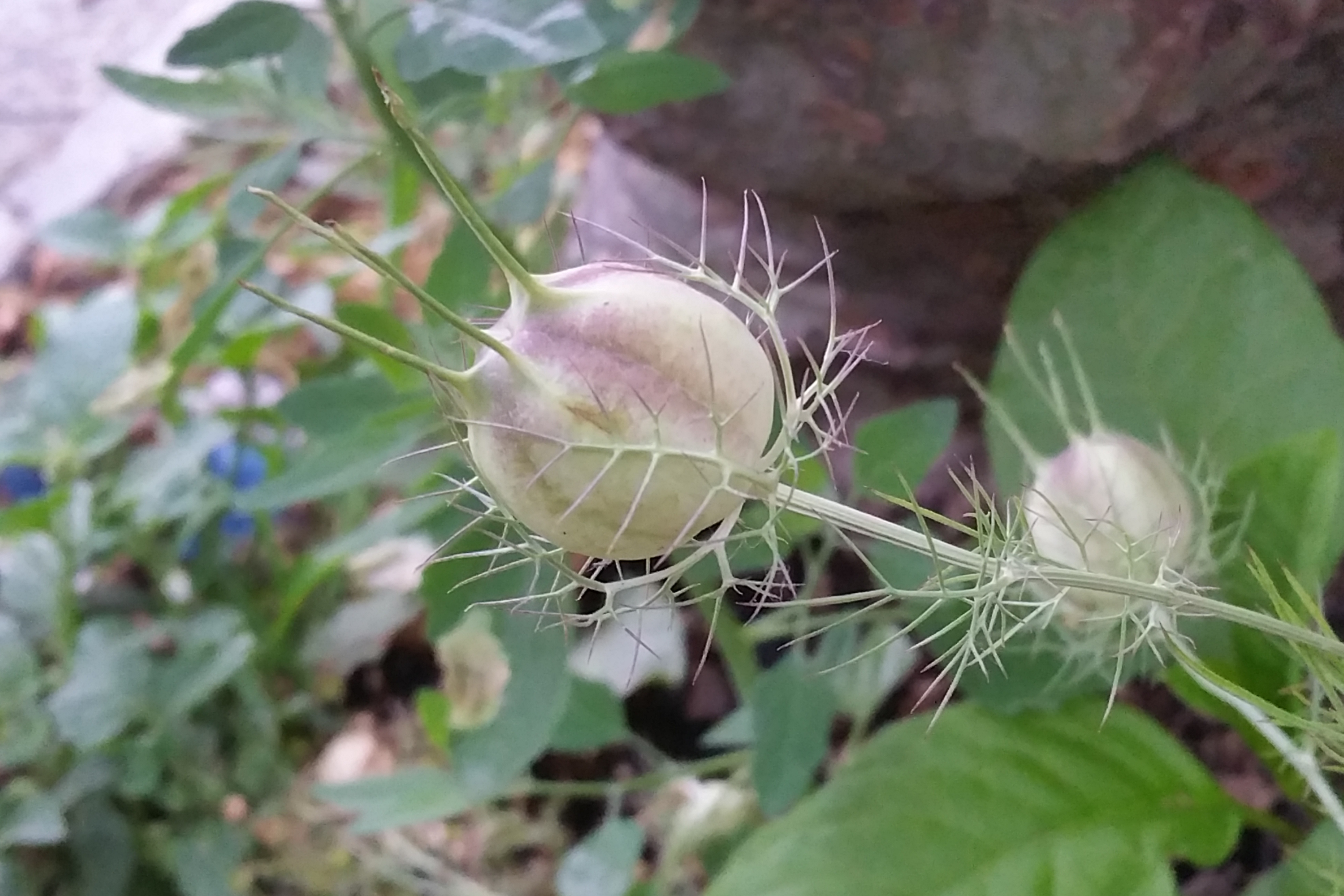 Nigella damascena (door Willem Braam)