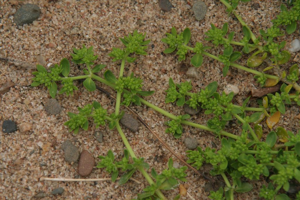 Herniaria glabra (door Willem Braam)