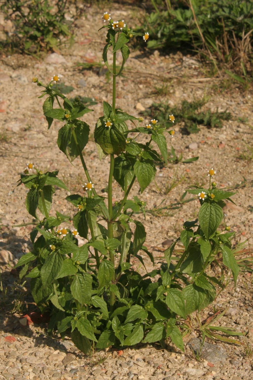 Galinsoga parviflora (door Willem Braam)