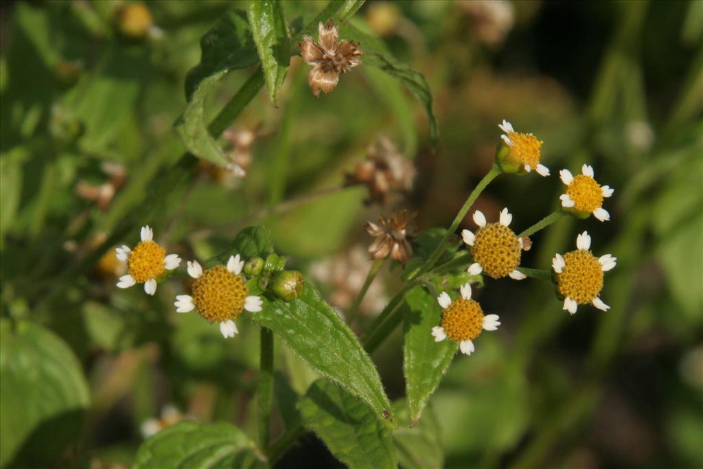 Galinsoga parviflora (door Willem Braam)