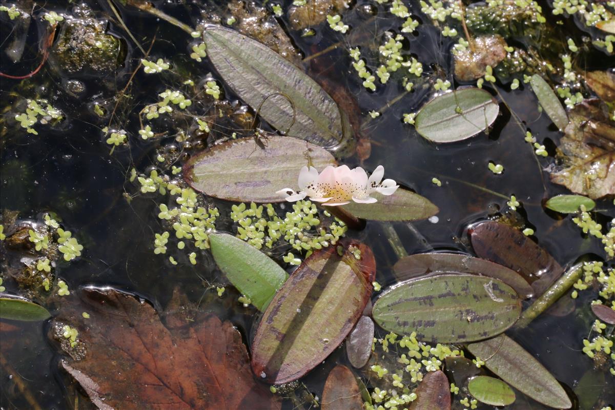 Aponogeton distachyos (door Willem Braam)