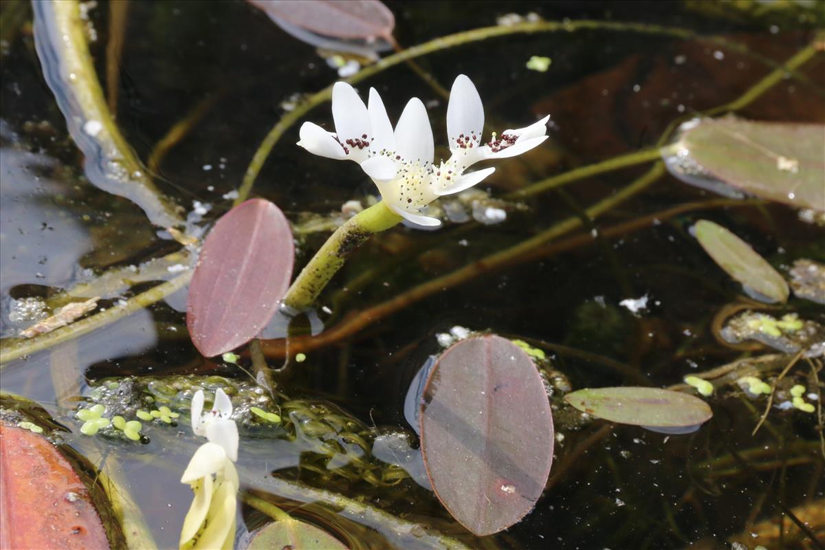 Aponogeton distachyos (door Willem Braam)