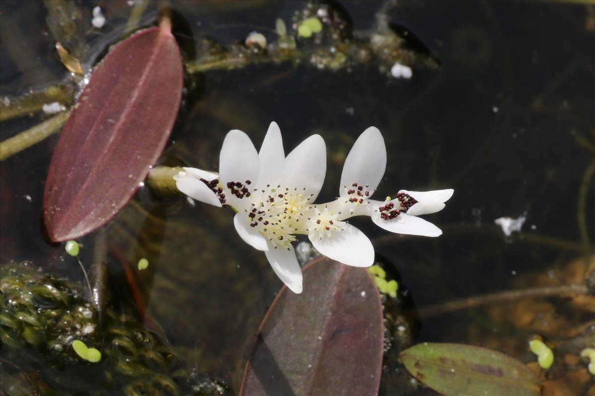 Aponogeton distachyos (door Willem Braam)