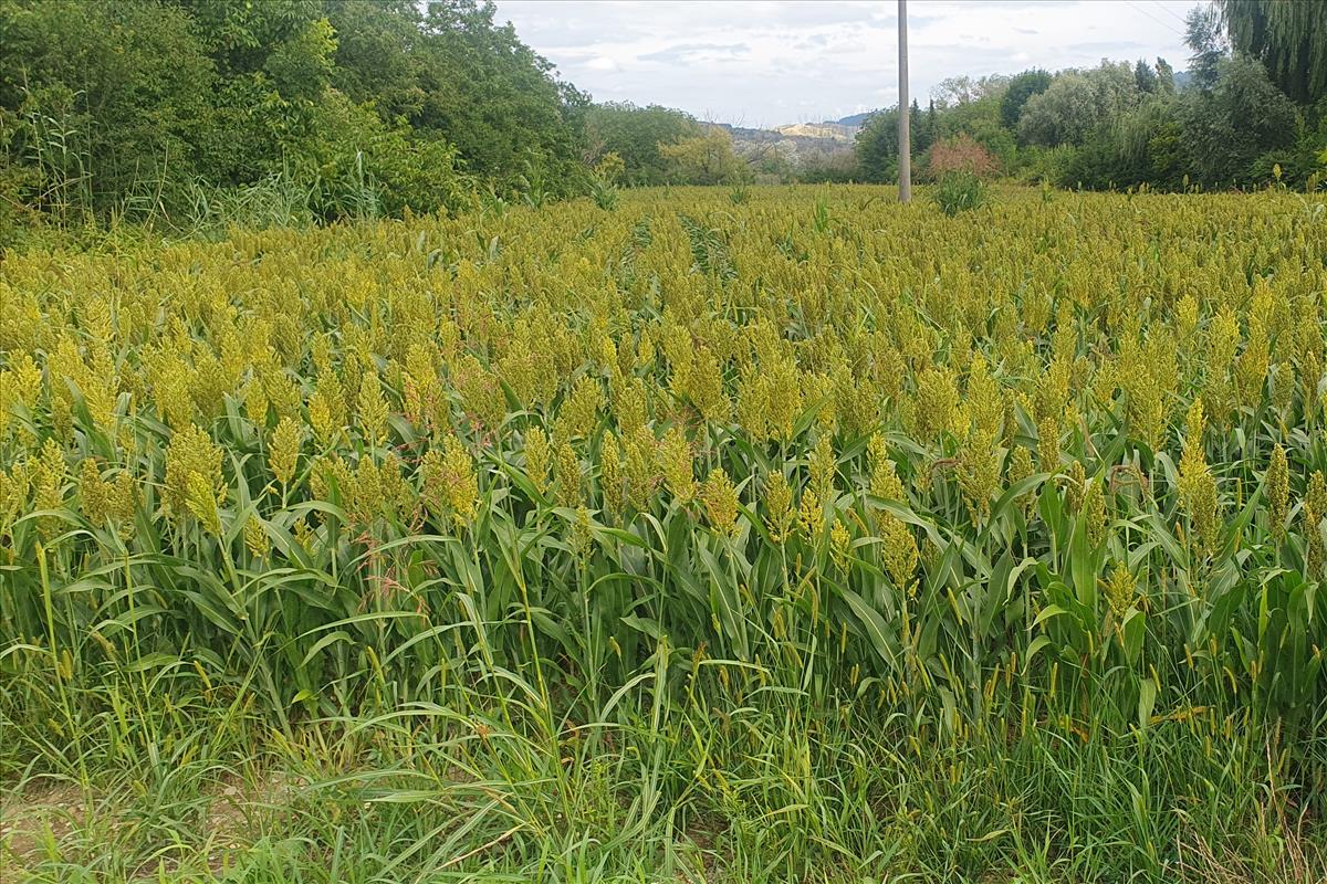 Sorghum bicolor (door Willem Braam)