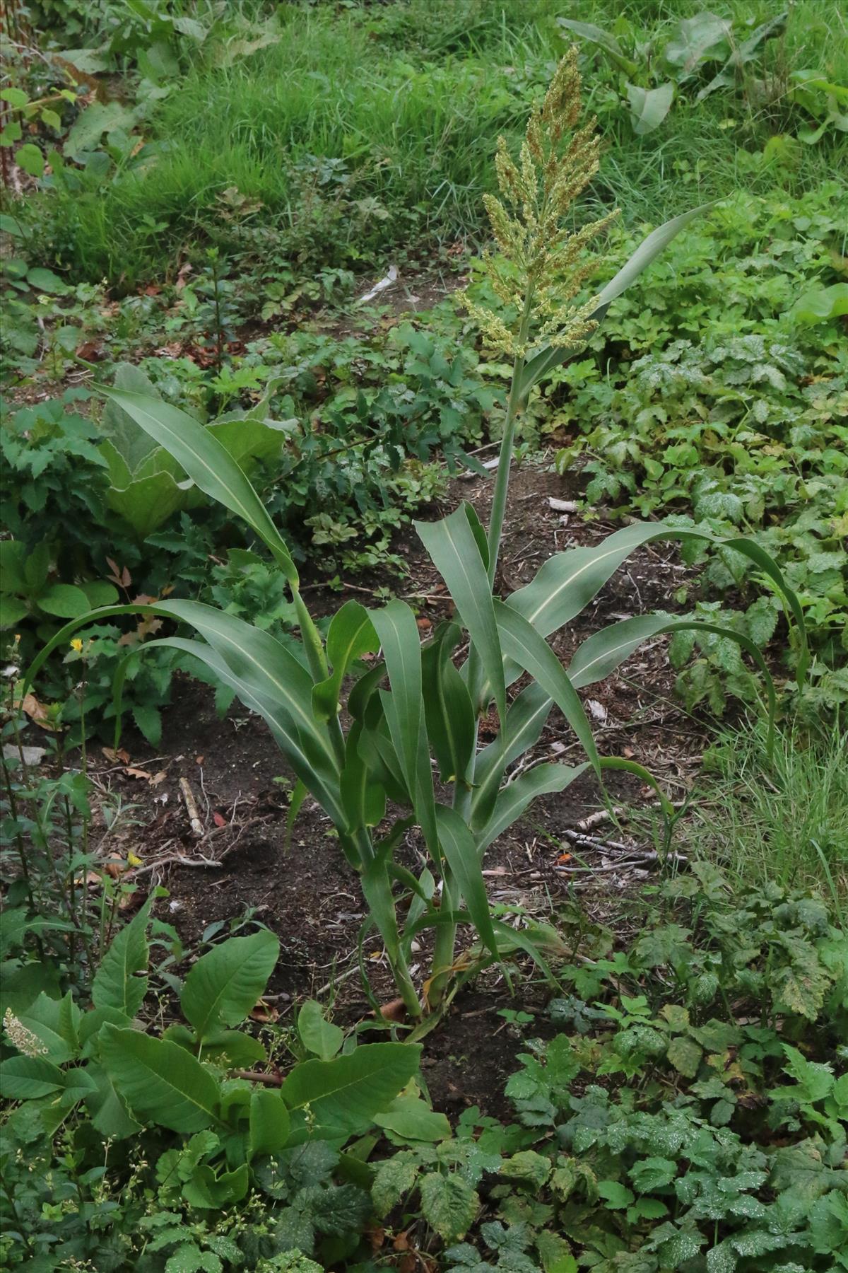 Sorghum bicolor (door Willem Braam)