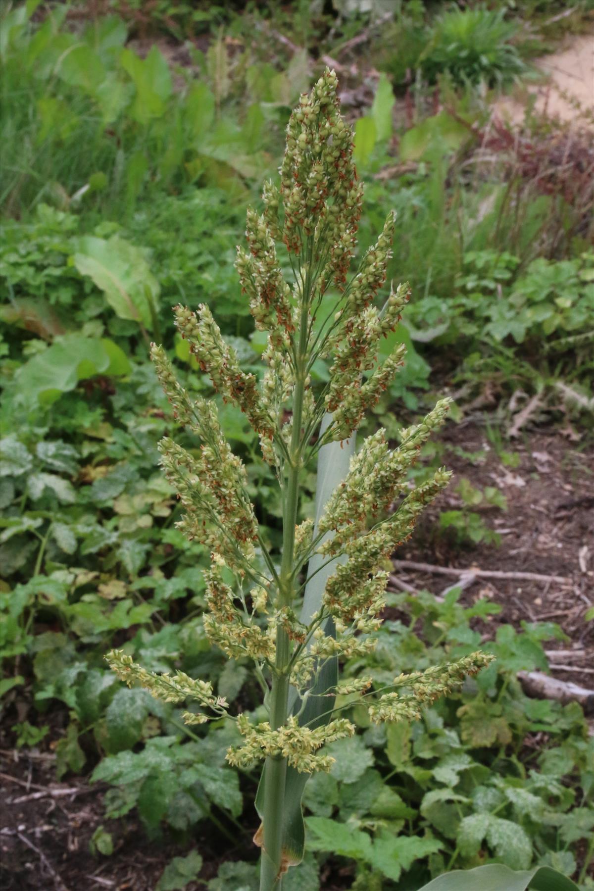 Sorghum bicolor (door Willem Braam)