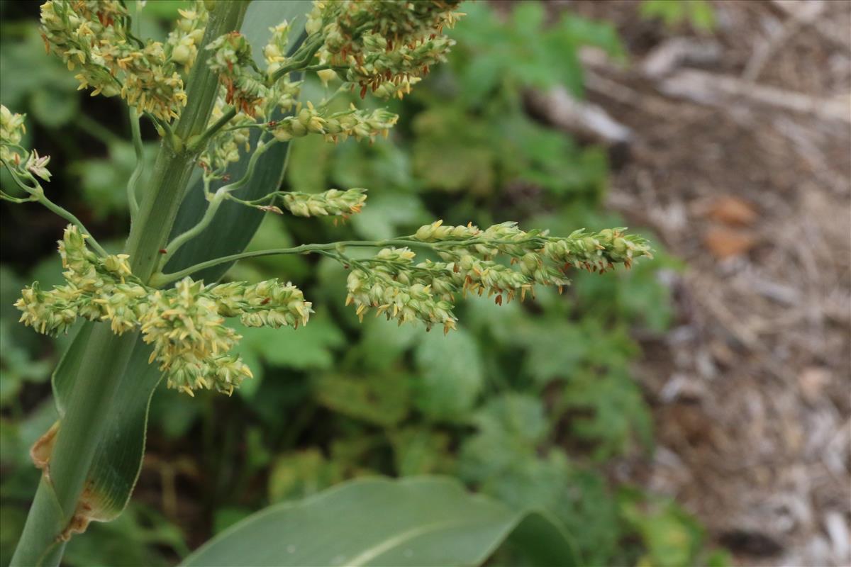 Sorghum bicolor (door Willem Braam)