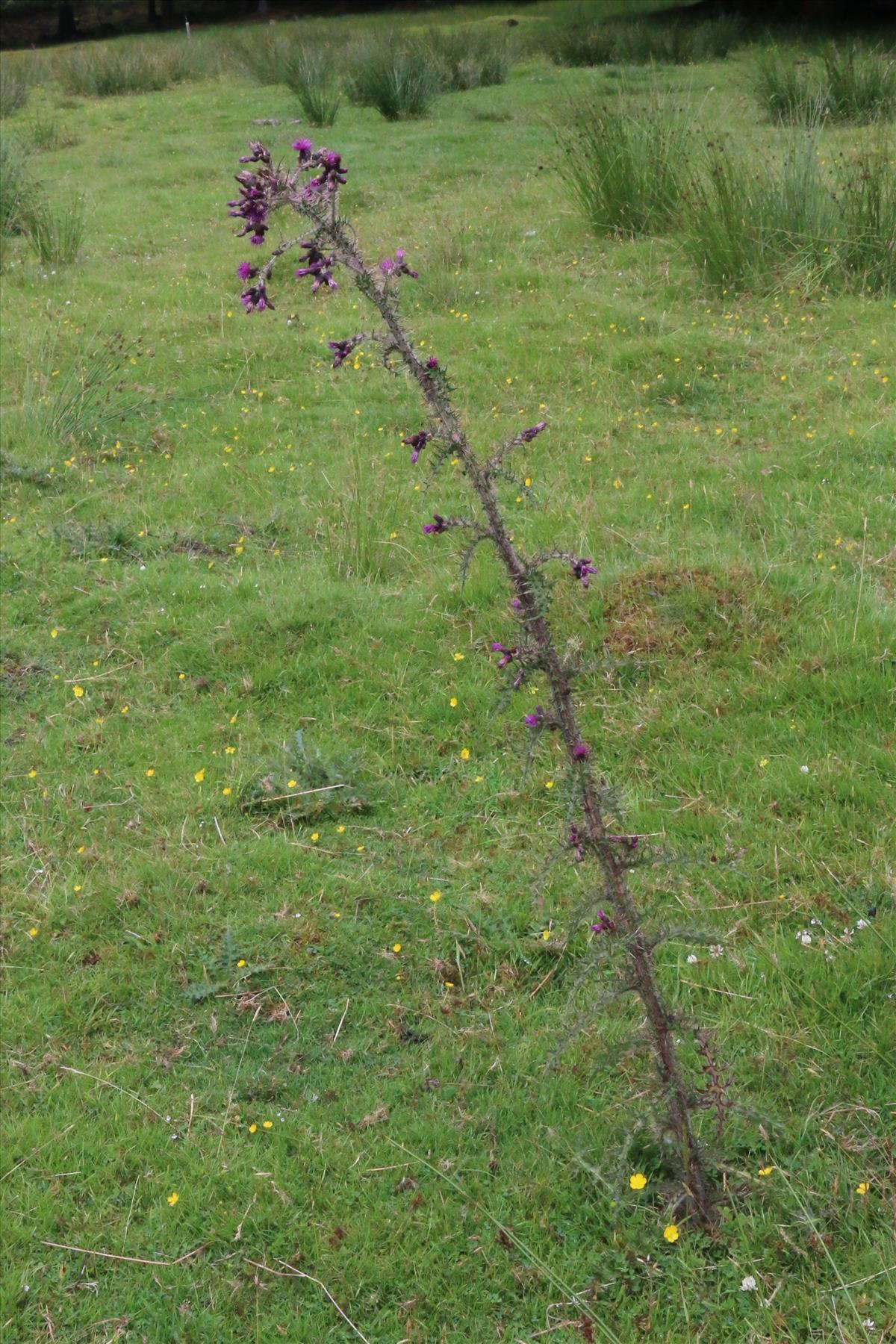 Cirsium palustre (door Willem Braam)