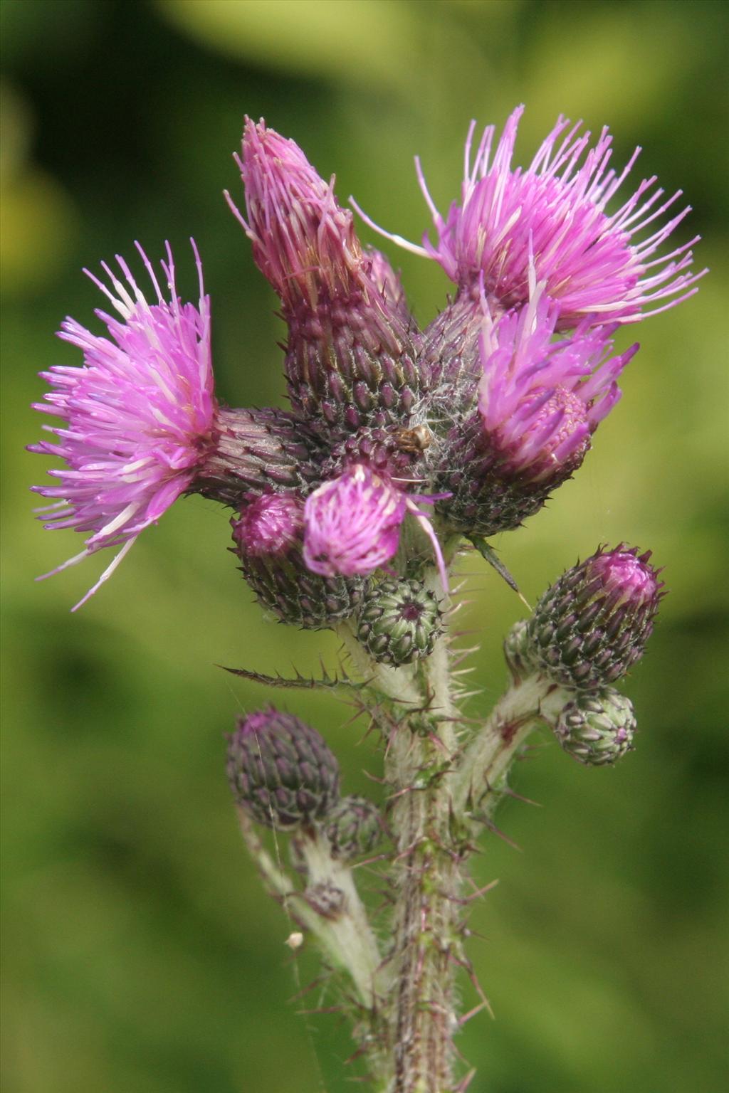 Cirsium palustre (door Willem Braam)