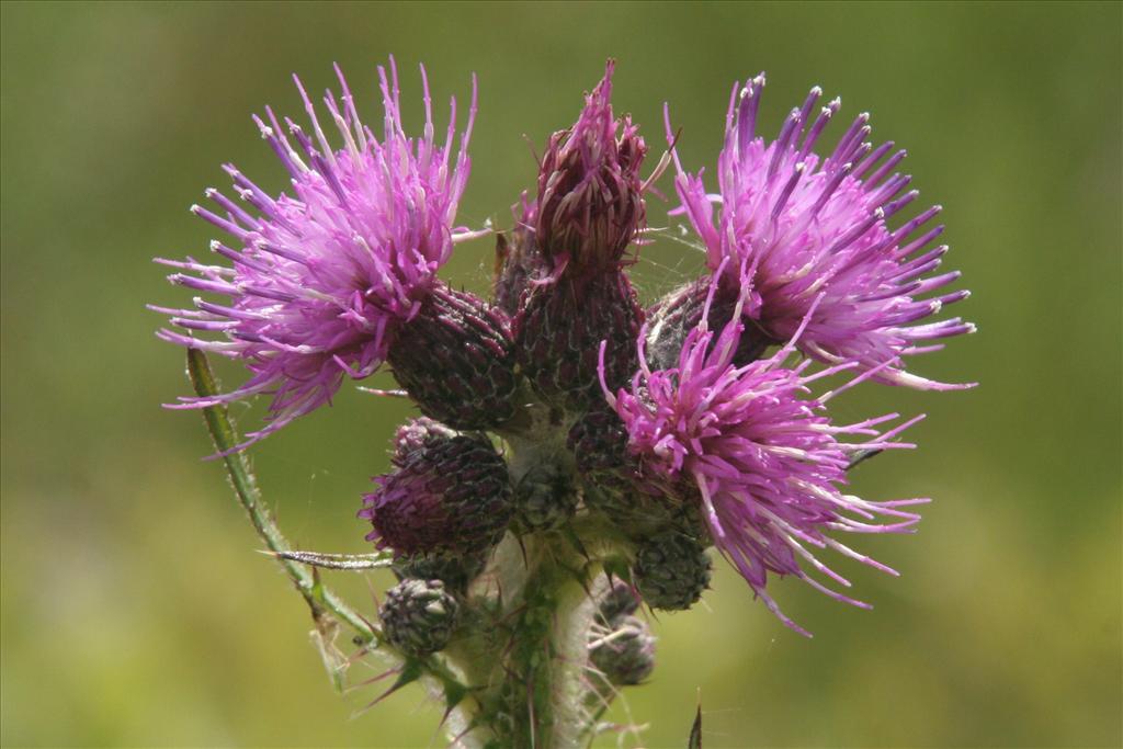 Cirsium palustre (door Willem Braam)