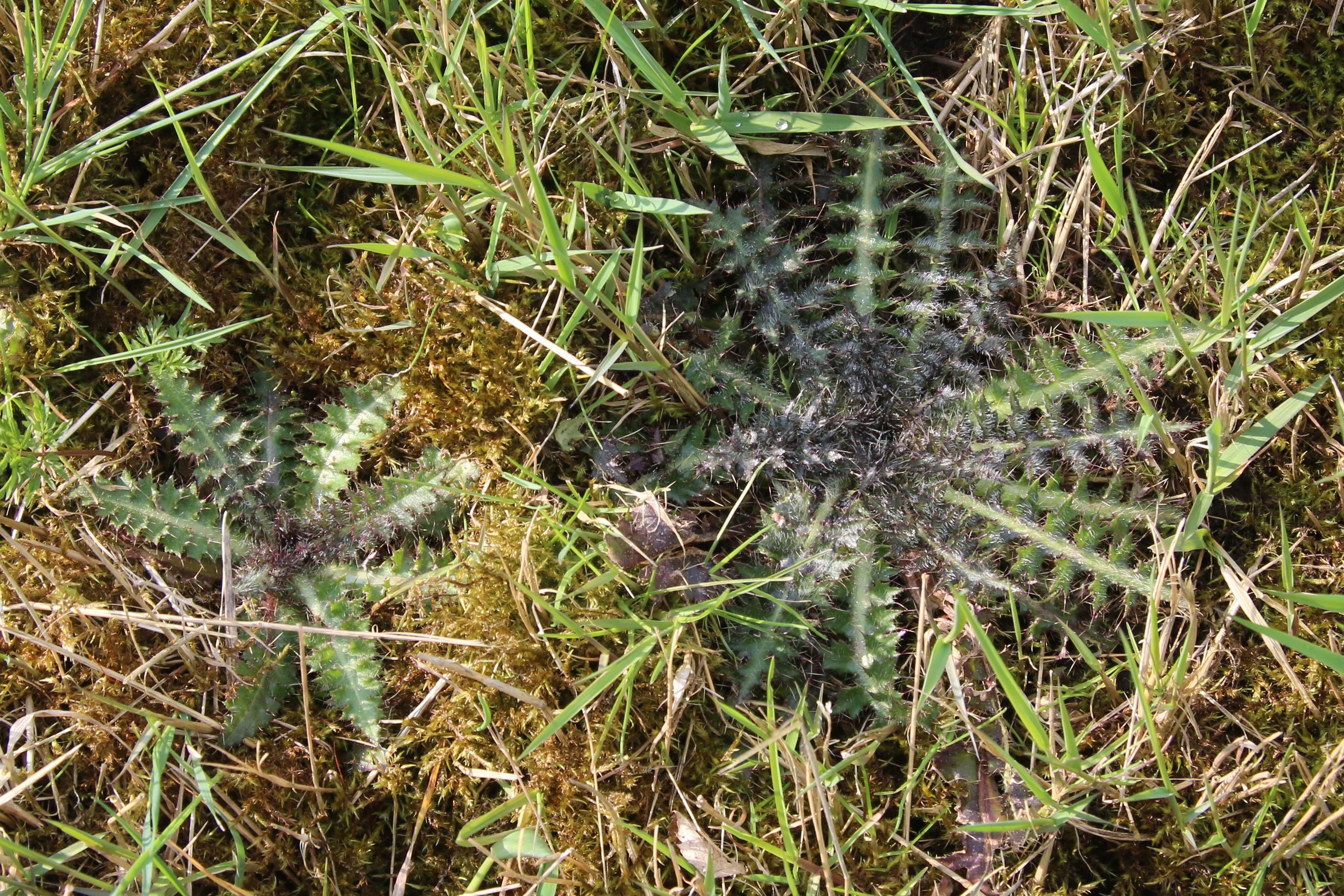 Cirsium palustre (door Willem Braam)