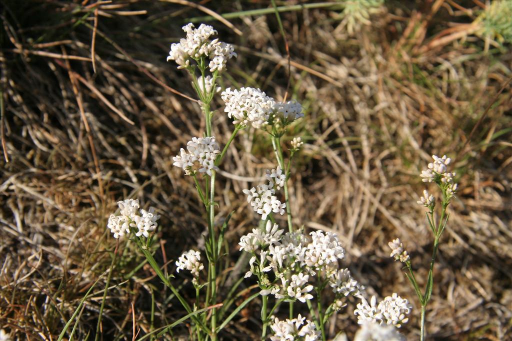 Asperula cynanchica (door Willem Braam)