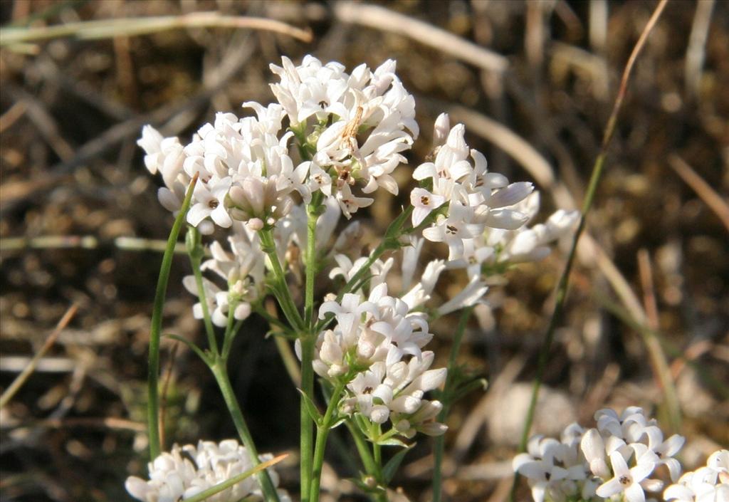 Asperula cynanchica (door Willem Braam)