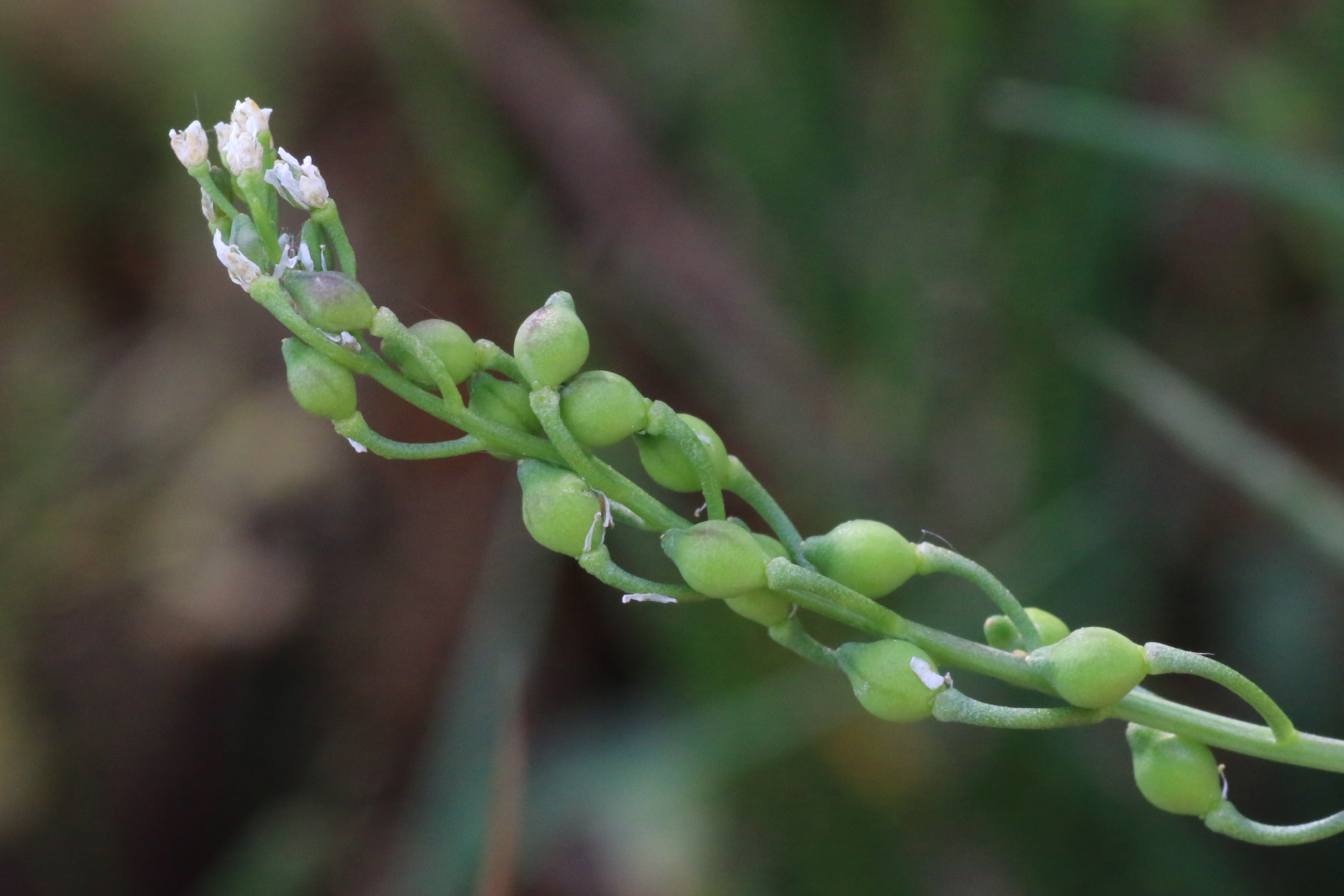 Calepina irregularis (door Willem Braam)