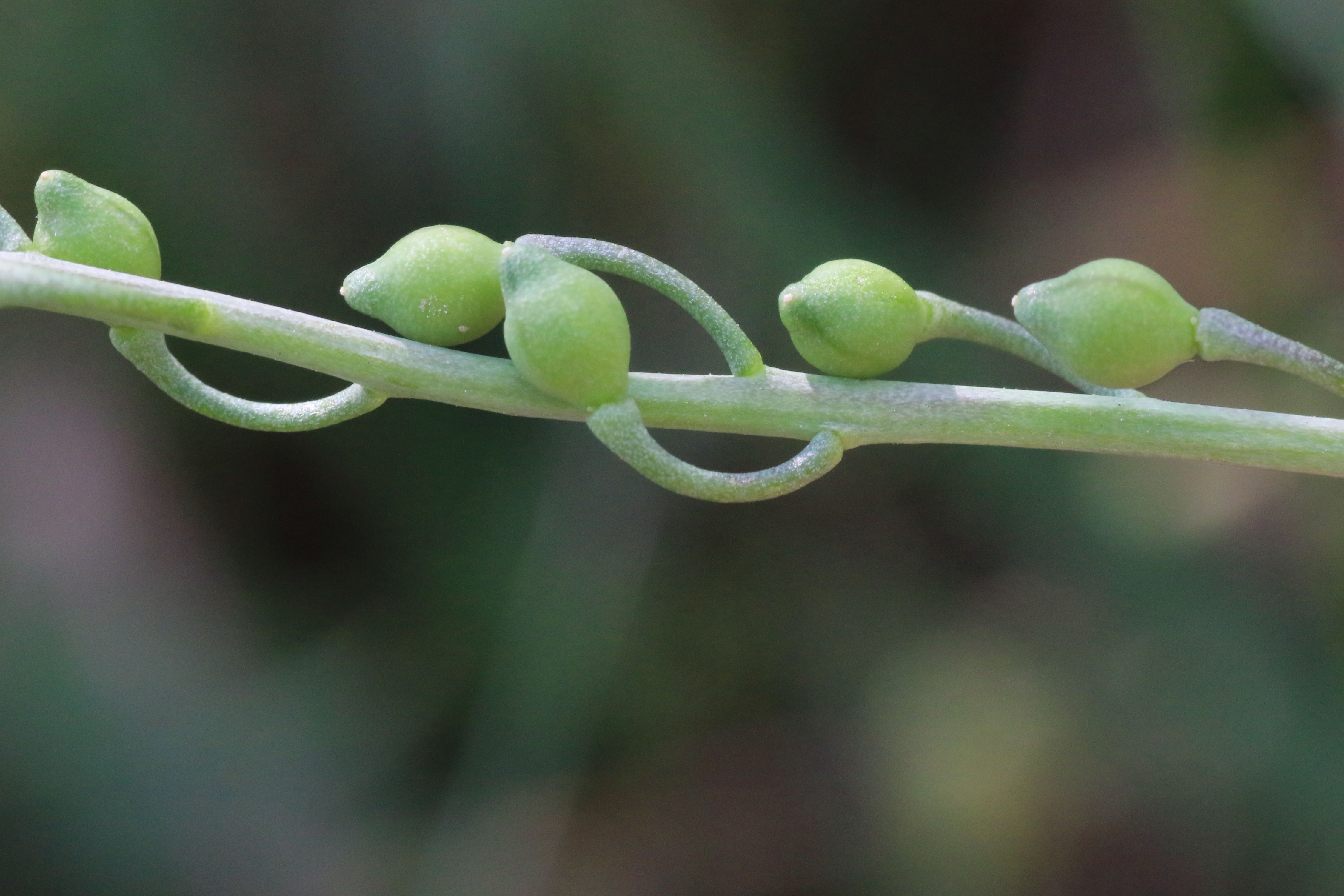 Calepina irregularis (door Willem Braam)