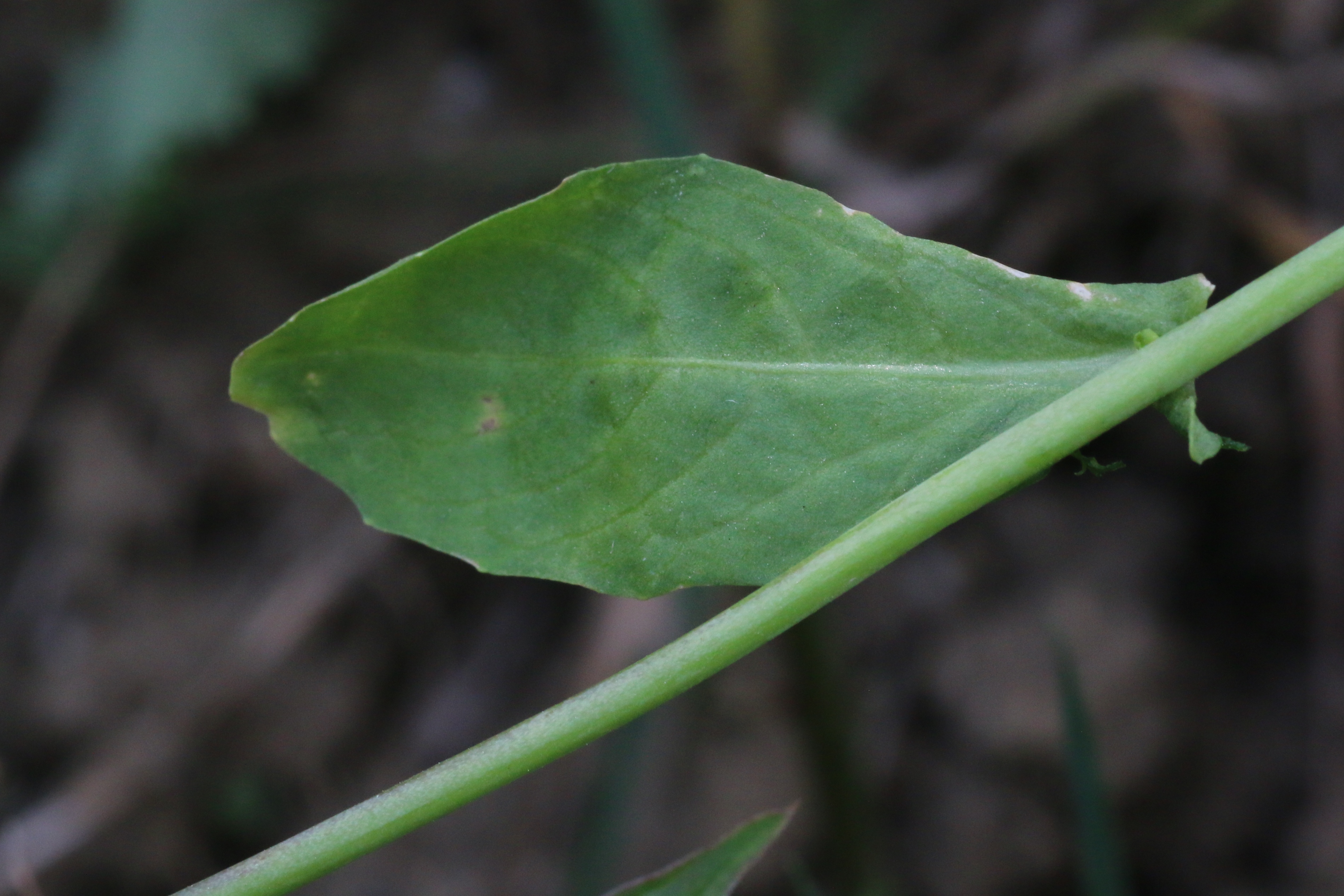 Calepina irregularis (door Willem Braam)