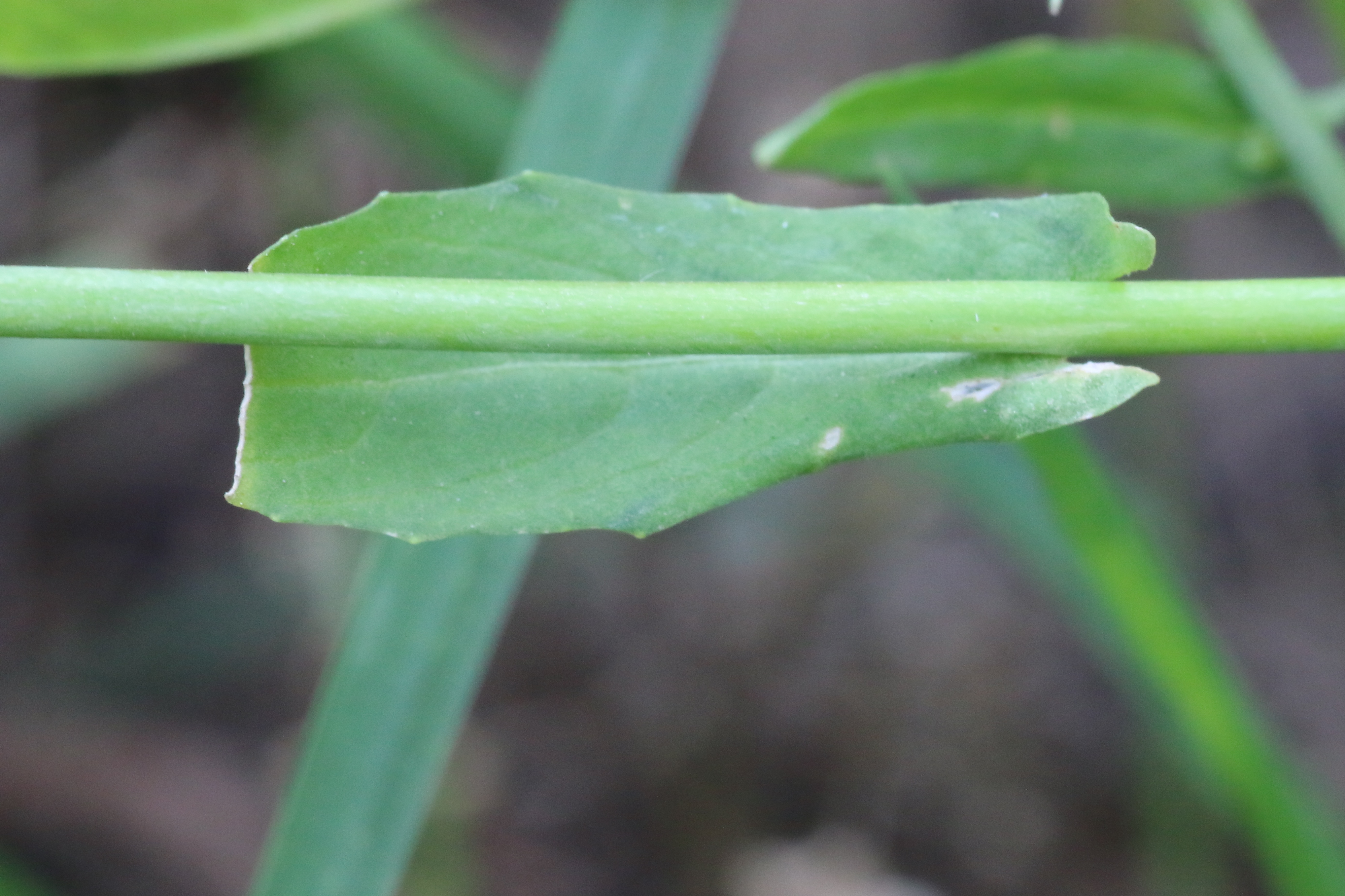 Calepina irregularis (door Willem Braam)